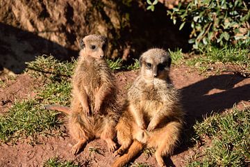 meerkats by Marcel Ethner