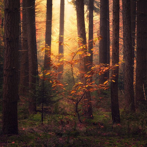 Golden tree by Antoine van de Laar