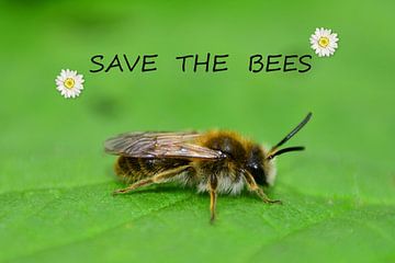 Red de bijen van Claudia Evans