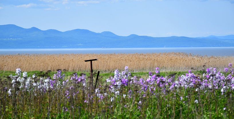 The Saint Laurens River in summer by Claude Laprise
