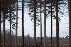 Grands pins dans la nature sur PhotographIris