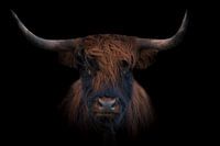 Scottish highlander
