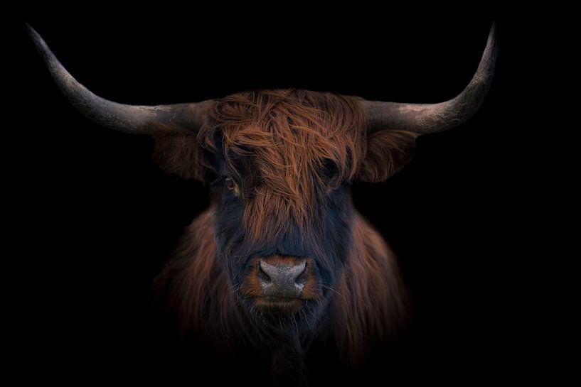 Schotse hooglander van Ingrid Kerkhoven Fotografie