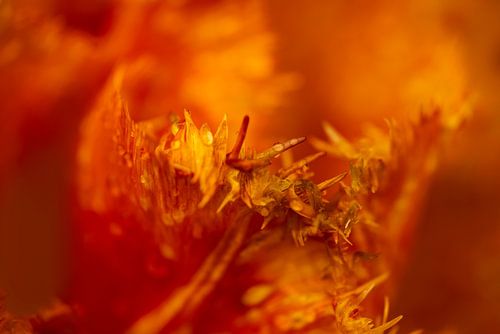 Tulip on fire. Tulp in de Keukenhof. 1