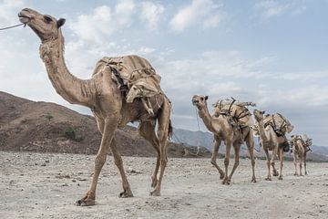 Kamelkarawane durch die Wüste | Äthiopien