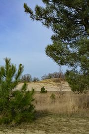 Loonse and Drunense Dunes by Truckpowerr