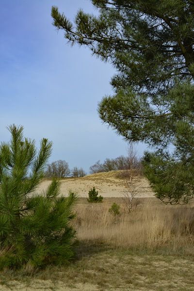 Loonse and Drunense Dunes by Truckpowerr