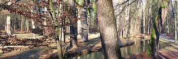 Forêt de feuillus sur Carmen Varo