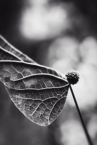 Monochrome Macro von Treechild