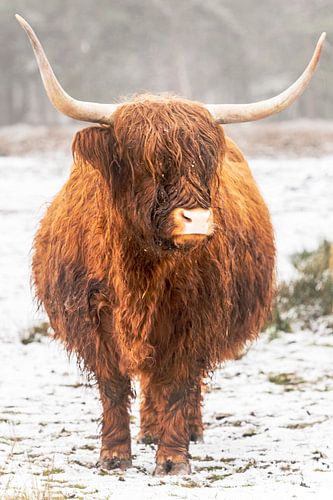 Portret van een Schotse Hooglander in de sneeuw in de winter