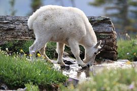 Sneeuwgeit (Oreamnos americanus), Glacier National Park, Montana, Rocky Mountains