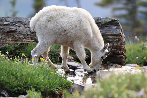 Sneeuwgeit (Oreamnos americanus), Glacier National Park, Montana, Rocky Mountains