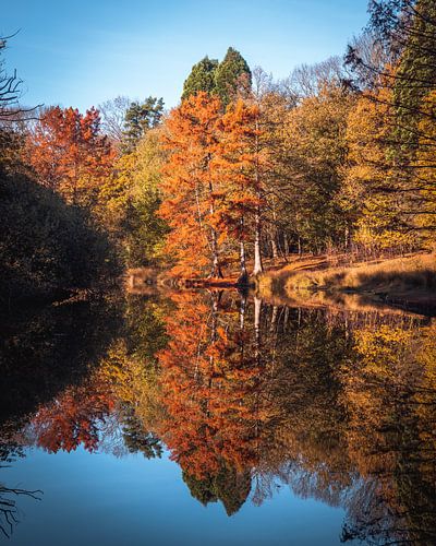 Wandelbos Tilburg Herfst Reflectie