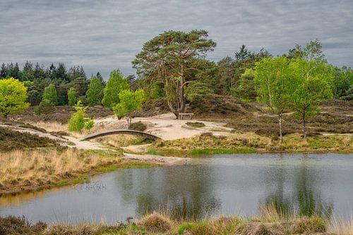 Heath landscape with a little pond by Coen Weesjes
