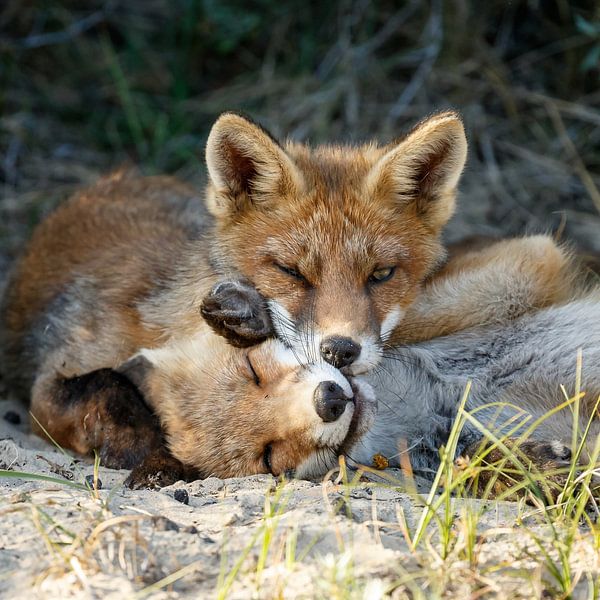 Red fox cubs von Menno Schaefer
