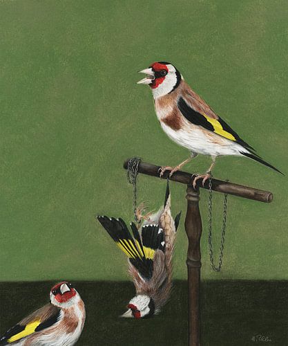 Goudvink, Carduelis carduelis