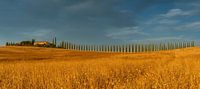 Cypress avenue in Tuscany (Bagno Vignoni, SR2) during golden hour (sunset))#0027