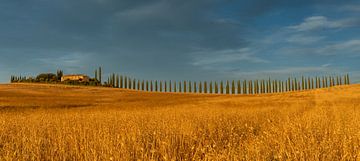 Zypressenallee in der Toskana (Bagno Vignoni, SR2) während der goldenen Stunde (Sonnenuntergang))#0027 von Johannes Jongsma