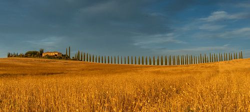 Cipresse laan in Toscane (Bagno Vignoni, SR2) tijdens gouden uur (zonsondergang))#0027