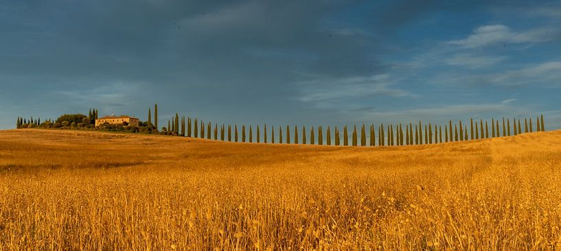 Cypress avenue in Tuscany (Bagno Vignoni, SR2) during golden hour (sunset))#0027 by Johannes Jongsma