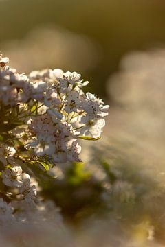 Blüte auf einer Gezeiteninsel | Botanische Kunst