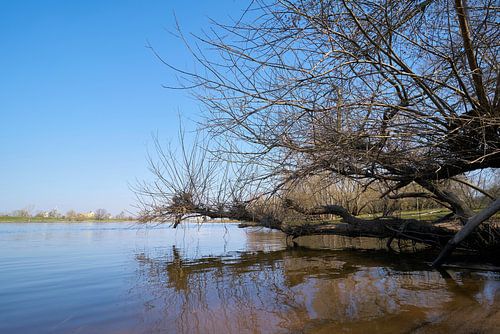 Pâturage sur les rives de l'Elbe près de Magdebourg