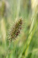 Grass