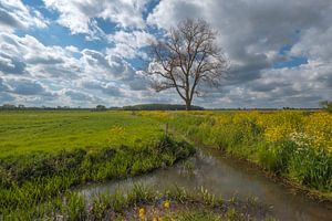 Baum am Graben