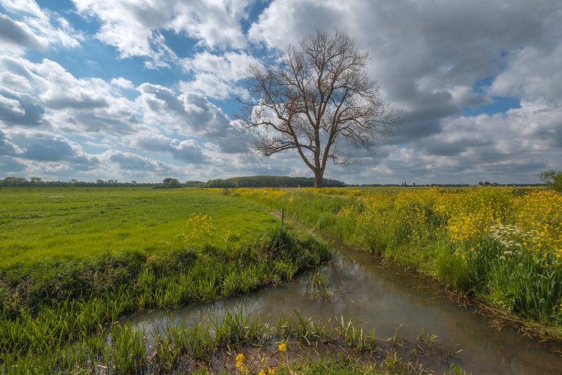 Boom bij sloot van Moetwil en van Dijk - Fotografie