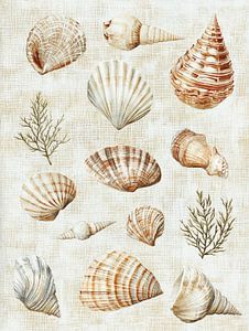 Collection de coquillages