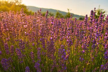Lavendel op een zomerochtend van Tanja Voigt