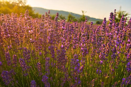 Lavendel op een zomerochtend
