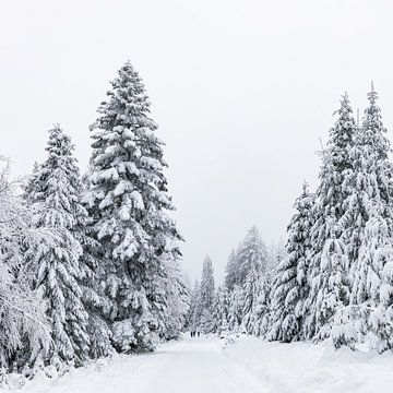 Winter in the Black Forest by Werner Dieterich