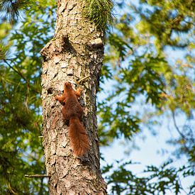 Eichhörnchen von Heidi de Vries