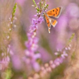 papillon dans la bruyère sur Remco loeffen