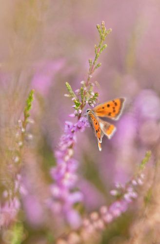 kleine vuurvlinder in de heide