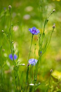 Bleuet en fleurs dans le jardin.