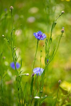 Blühende Kornblume im Garten. von Annemarie Goudswaard