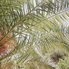 Mamaris Turkije palmboom von Lisa Hartjes