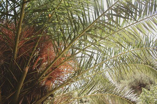 Mamaris Turkije palmboom