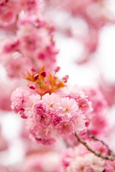 Cherry blossom flower cherry by Leo Schindzielorz