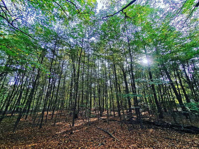 Lumière du soleil dans la forêt par Wouter Krom