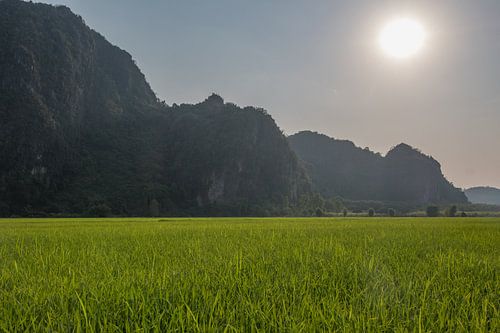 Thailand, rijstveld