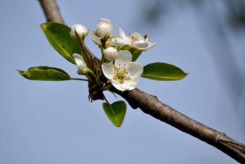Perenbloesem