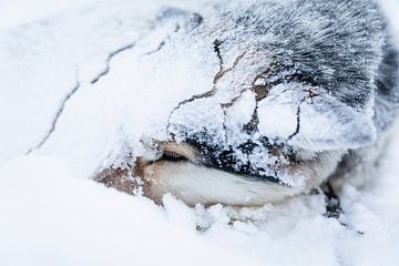 Husky sledehond ingegraven in de sneeuw