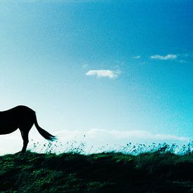 Tophit horse on hill van Ron ter Schegget