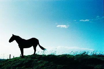 Tophit horse on hill van Ron ter Schegget
