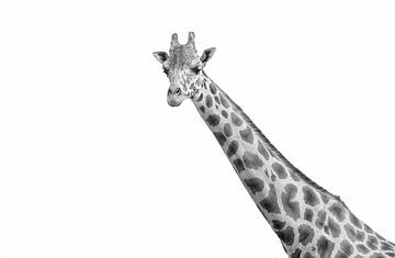 Giraffe zwart wit van marjolein kranendonk