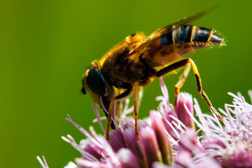 Looking for food van Nildo Scoop