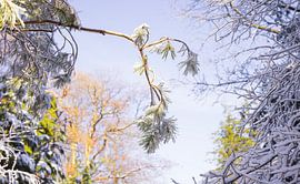 Dwingelderveld - Drenthe (Netherlands) by Marcel Kerdijk